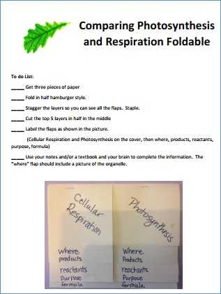 Bozeman Biology Photosynthesis and Respiration Video Worksheet Answers together with Synthesis and Respiration Worksheet Answers
