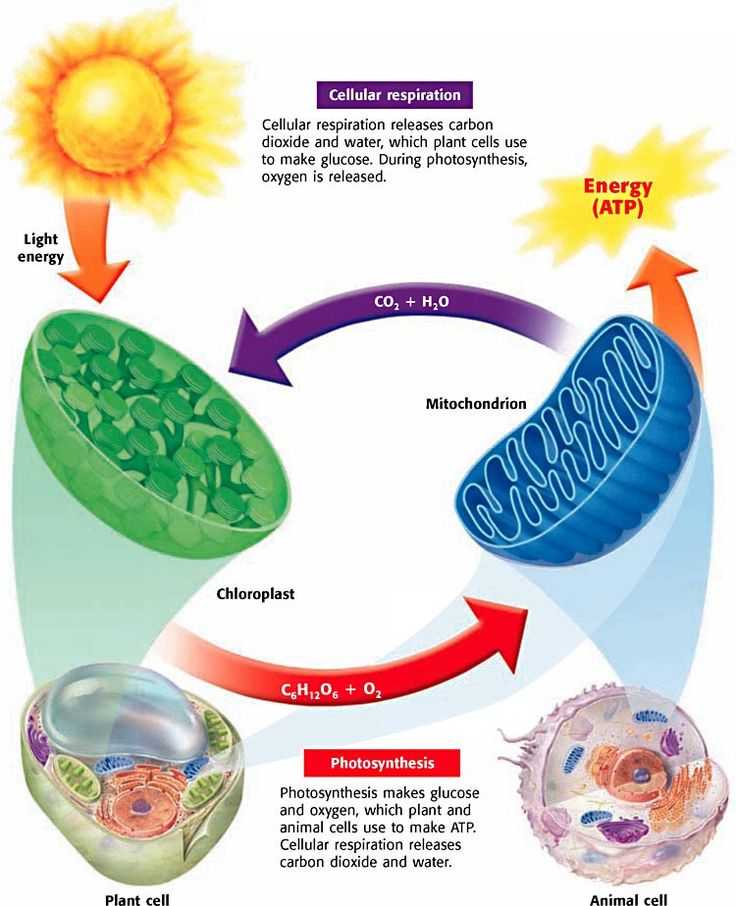 Bozeman Biology Photosynthesis and Respiration Video Worksheet Answers with 65 Best Cellular Respiration Images On Pinterest