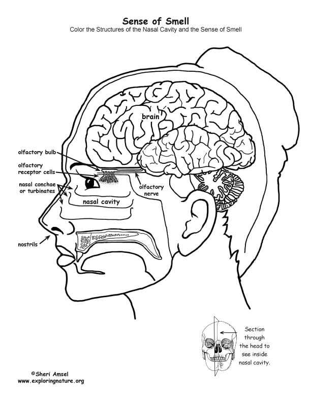 Brain Coloring Worksheet Also Riechen Coloring Pages