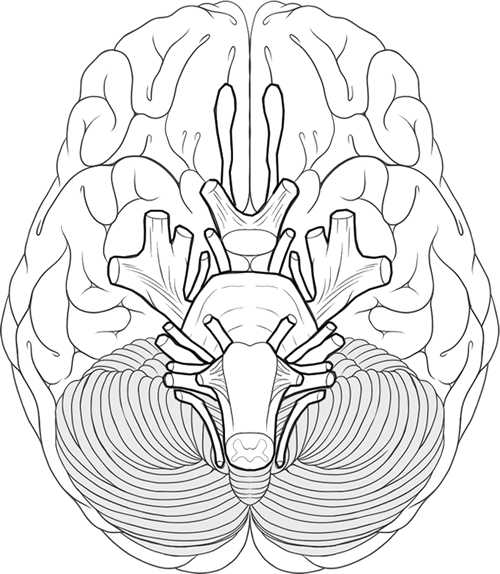 Brain Coloring Worksheet and Learn the Cranial Nerves with This Coloring Worksheet …