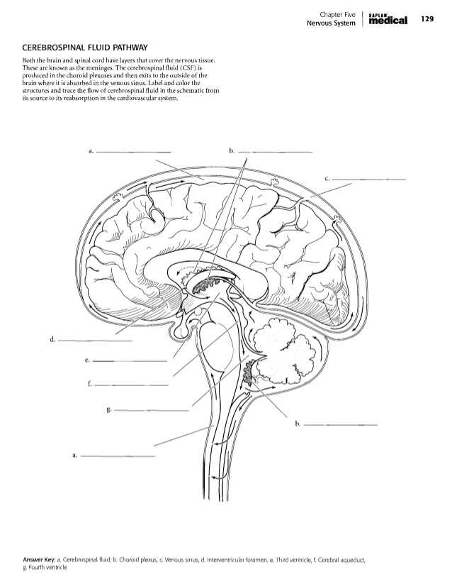 Brain Coloring Worksheet and Wunderbar Cranial Nerves Anatomy and Physiology Coloring Workbook