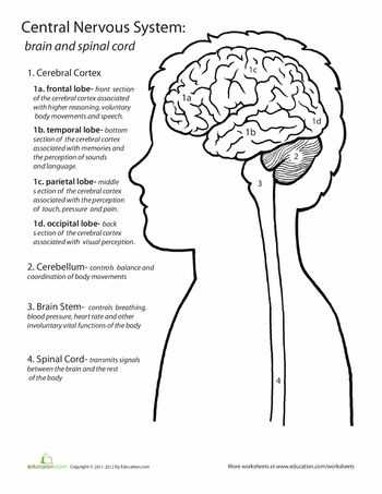 Brain Coloring Worksheet together with 203 Best Brain Images On Pinterest