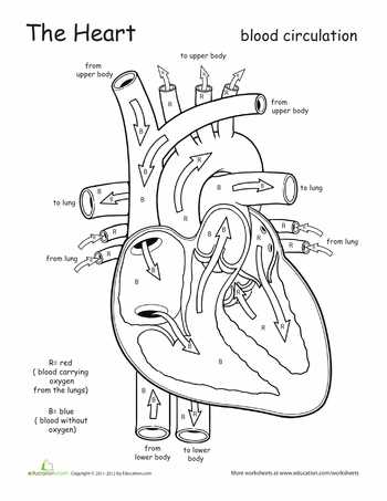 Cardiovascular System Worksheet Answers Along with Awesome Anatomy Follow Your Heart