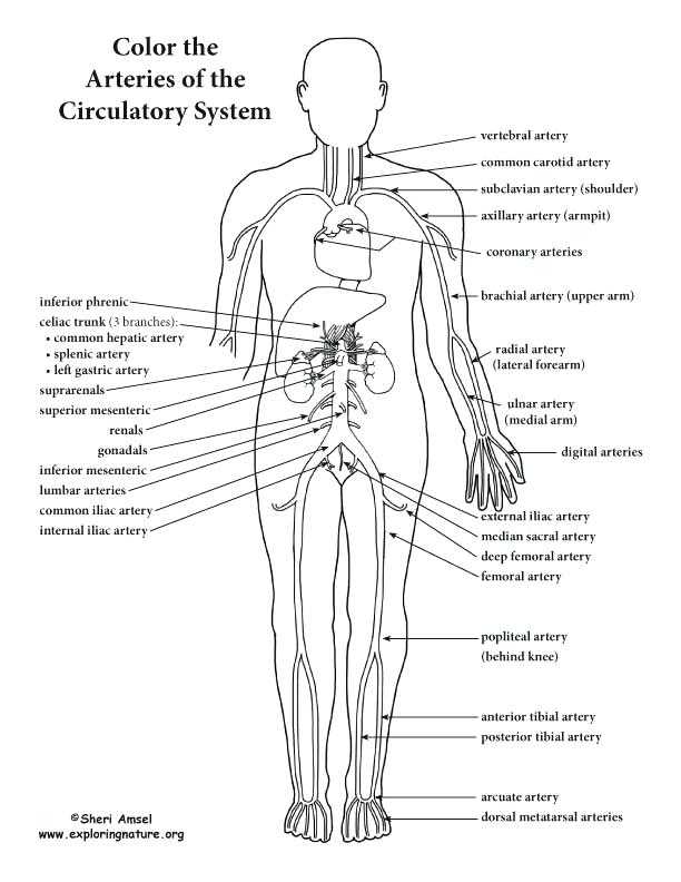 Cardiovascular System Worksheet Answers Along with Beste Circulatory System Anatomy and Physiology Ideen Menschliche