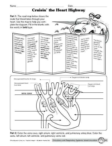 Cardiovascular System Worksheet Answers Also Circulatory System Worksheet – Bitsandpixelsfo
