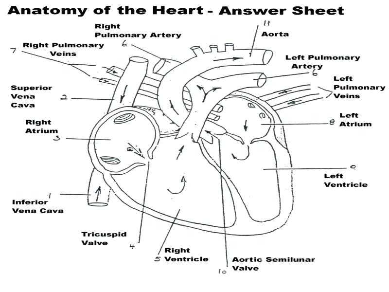 Cardiovascular System Worksheet Answers and Beste Circulatory System Anatomy and Physiology Ideen Menschliche