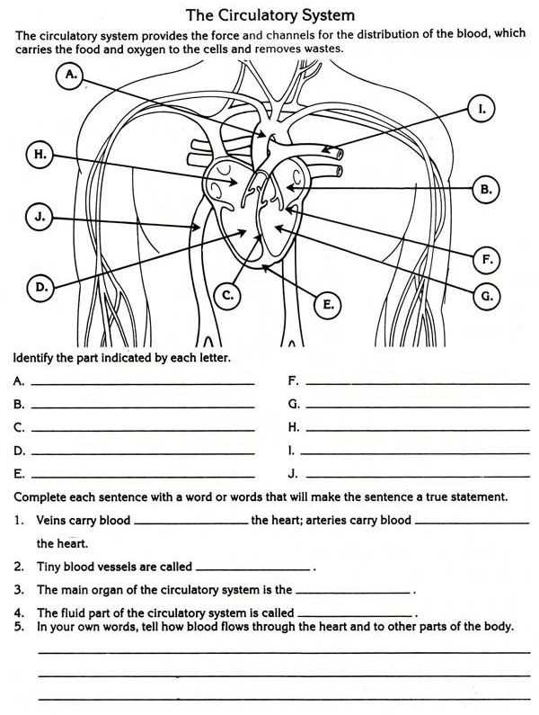 Cardiovascular System Worksheet Answers as Well as 20 Luxury Diagramming Sentences Worksheets with Answers
