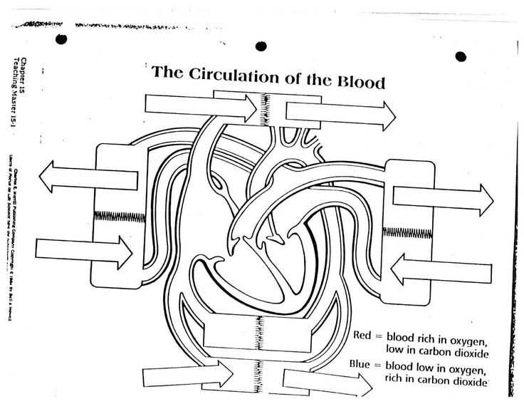 Cardiovascular System Worksheet Answers or 23 Best C11 Cardiovascular System Images On Pinterest