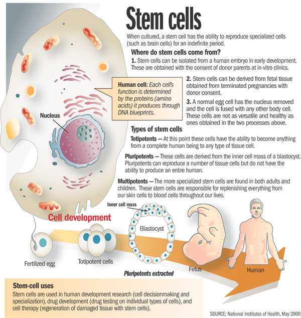Cell Activity Worksheet Along with Worksheet Stem Cells Cloning Kidz Activities