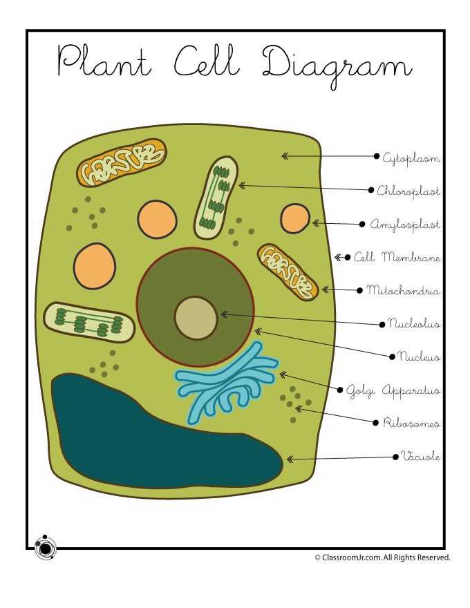 Cell Activity Worksheet Also 25 Best Cells Osmosis Images On Pinterest