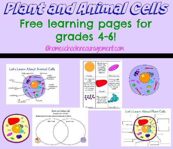 Cell Activity Worksheet and 99 Best Science Biology Cells Images On Pinterest