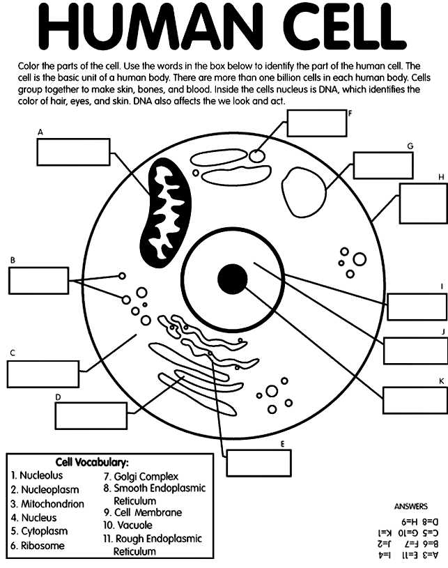 Cell Activity Worksheet and Human Cell Coloring and Labeling Page From Crayola for Use with