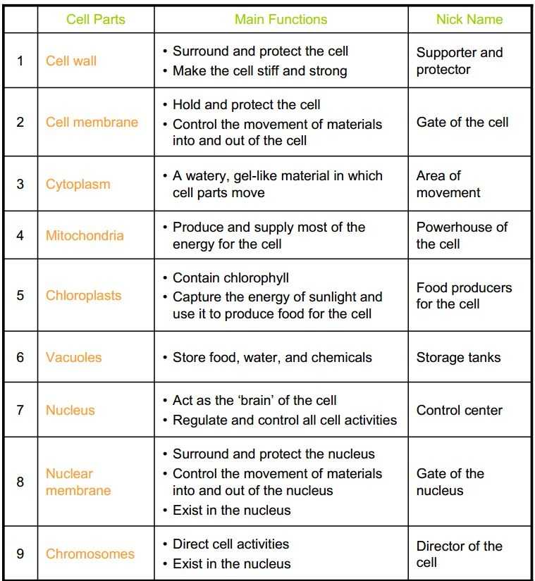 Cell Activity Worksheet and Unique Cell organelles Worksheet New 9 Best Recipes to Try
