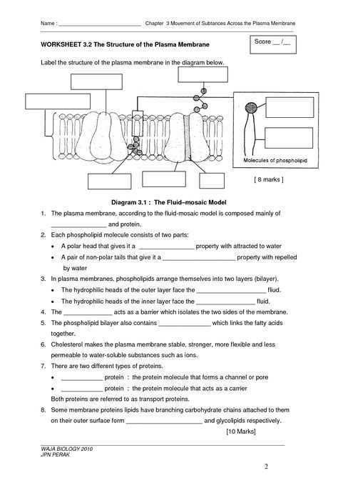 Cell Activity Worksheet or Cell Membrane Worksheet Google Search School Stuff
