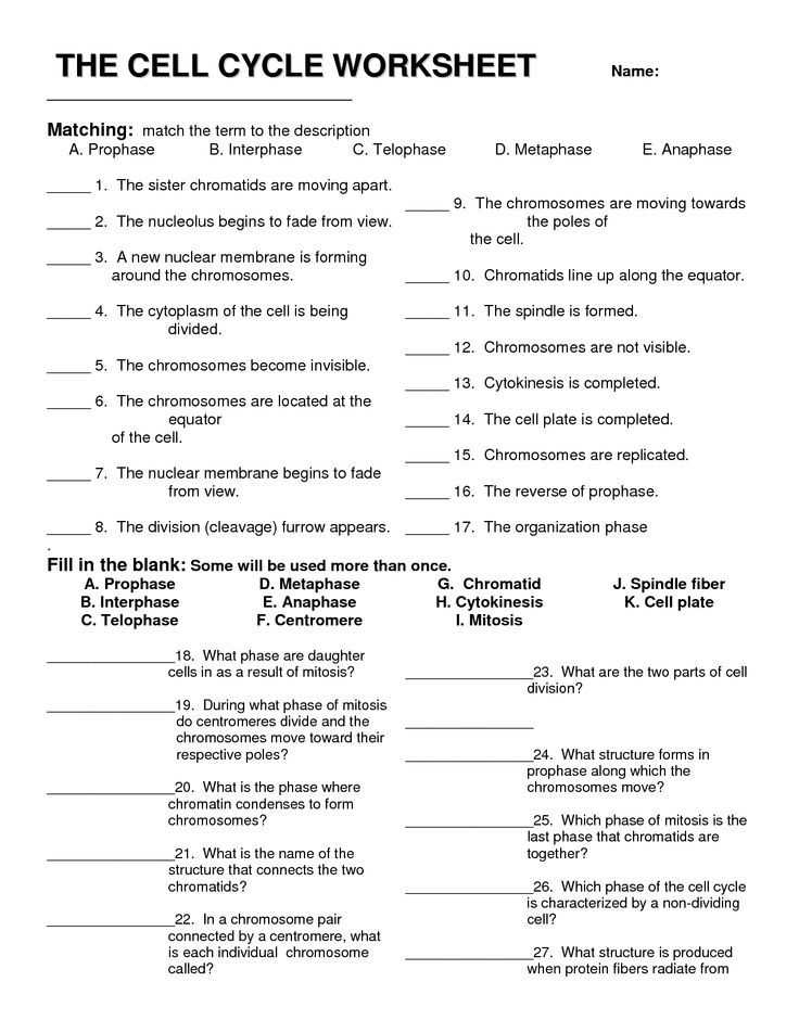 Cell Cycle and Cancer Worksheet Answers or Cell Division and the Cell Cycle Worksheet Cell Division and the