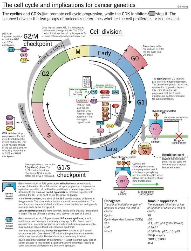 Cell Cycle and Cancer Worksheet Answers or the Cell Cycle and Implications for Cancer Genetics Infographic