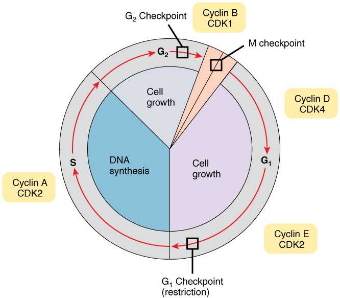 Cell Cycle and Dna Replication Practice Worksheet Key or 3 5 Cell Growth and Division – Anatomy and Physiology