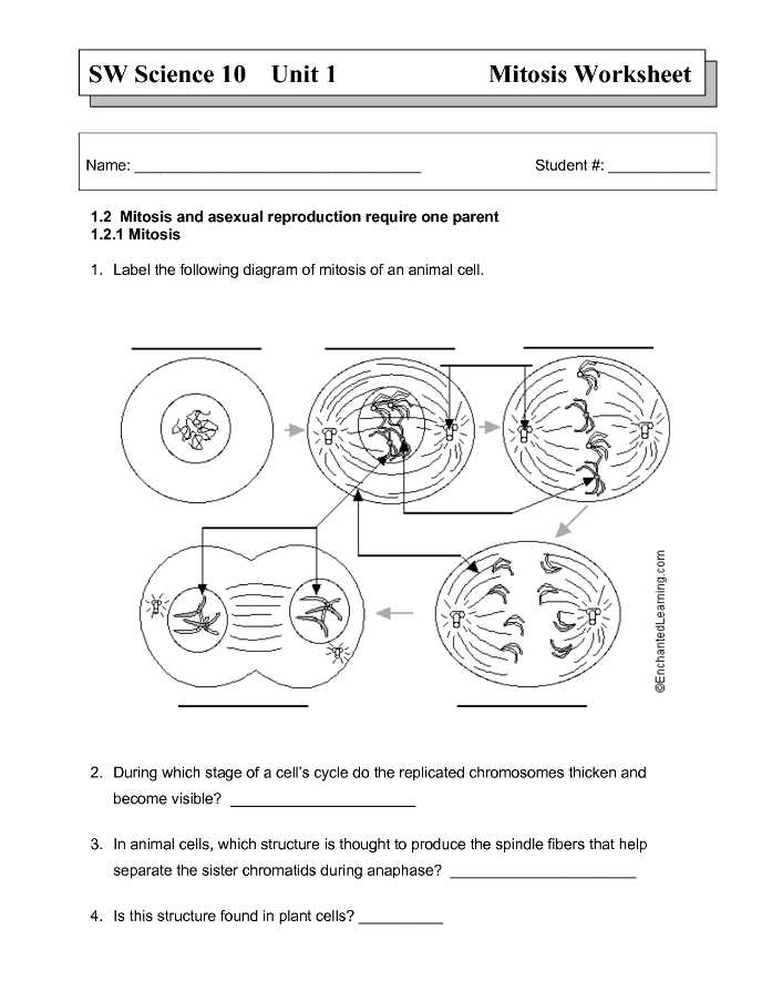 Cell Cycle and Mitosis Worksheet Answer Key Also Animal Cell Mitosis Worksheet Wallpapers 47 New Mitosis Worksheet