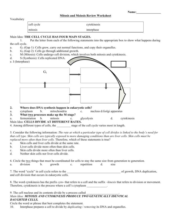 Cell Cycle and Mitosis Worksheet Answer Key as Well as Inspirational Meiosis Worksheet Fresh Mitosis Paper Model Activity