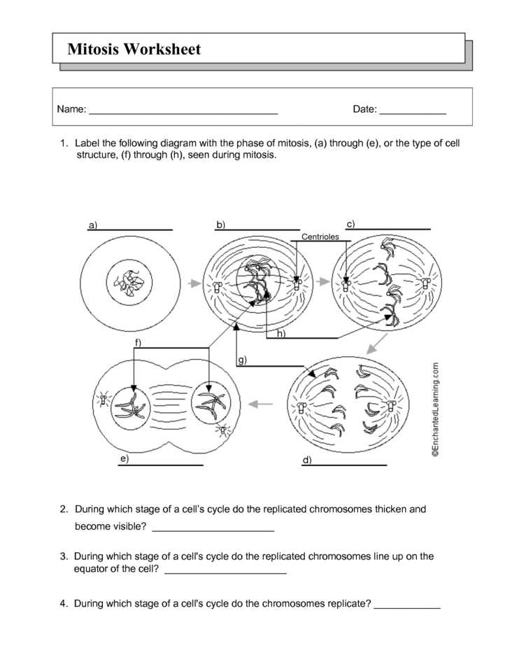 Cell Cycle and Mitosis Worksheet Answer Key together with Animal Cell Mitosis Worksheet Wallpapers 47 New Mitosis Worksheet