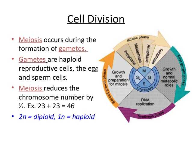 Cell Cycle and Mitosis Worksheet Answers as Well as Biology Cell Transport and Cell Cycle 12 06 12 Thursday
