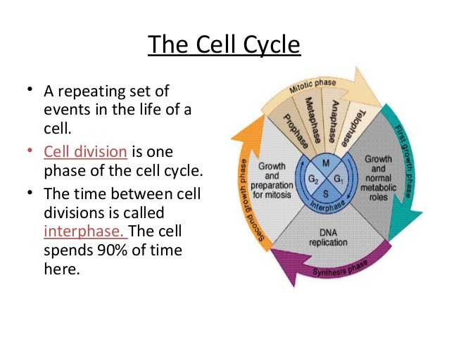 Cell Cycle and Mitosis Worksheet Answers or Biology Cell Transport and Cell Cycle 12 06 12 Thursday