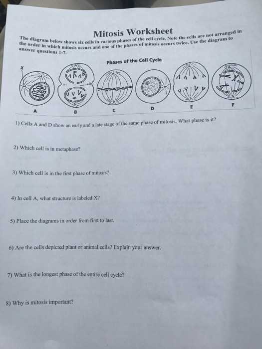 Cell Cycle and Mitosis Worksheet Answers together with the Cell Cycle Worksheet Inspirational Biology Archive April 24 2017