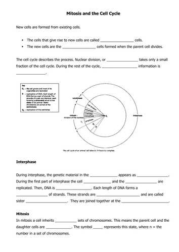 Cell Cycle and Mitosis Worksheet Answers together with Worksheets 42 Re Mendations the Cell Cycle Worksheet Hi Res
