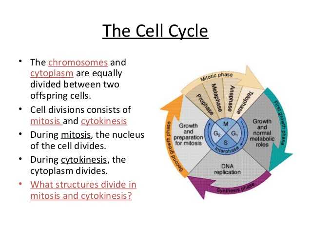 Cell Cycle Coloring Worksheet Also Biology Cell Transport and Cell Cycle 12 06 12 Thursday