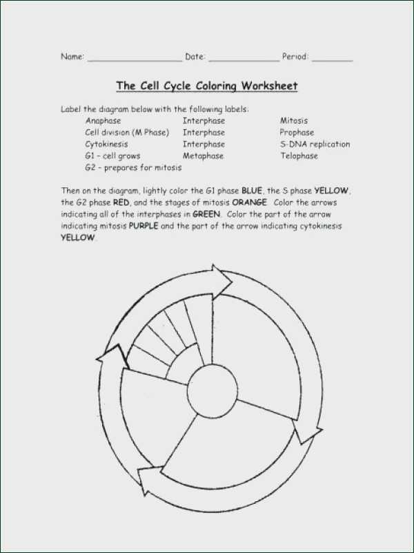 Cell Cycle Coloring Worksheet Also the Cell Cycle Coloring Worksheet