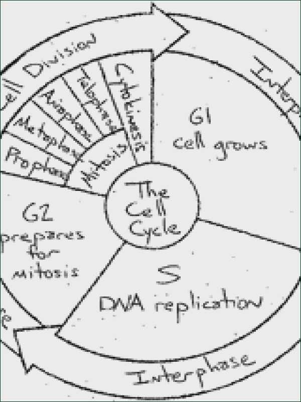 Cell Cycle Coloring Worksheet Answer Key as Well as the Cell Cycle Coloring Worksheet