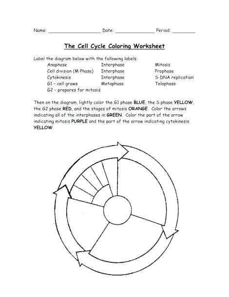 Cell Cycle Coloring Worksheet Answer Key together with the Cell Cycle Worksheet Answer Key Inspirational Cell Cycle