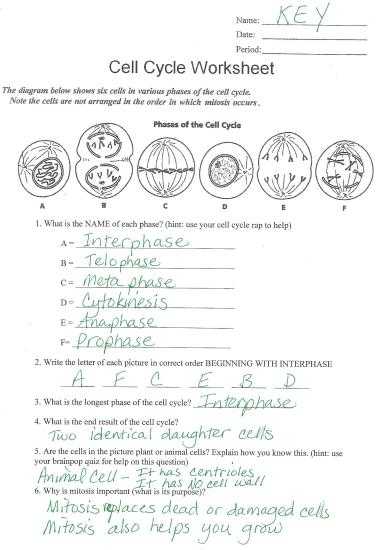 Cell Cycle Coloring Worksheet Answer Key together with Worksheets 42 Re Mendations the Cell Cycle Worksheet Hi Res