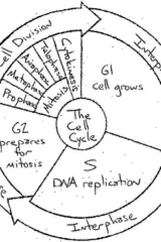 Cell Cycle Coloring Worksheet as Well as the Cell Cycle Coloring Worksheet Key the Best Worksheets Image