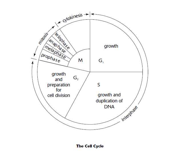 Cell Cycle Coloring Worksheet together with the Cell Cycle Coloring Worksheet Key the Best Worksheets Image