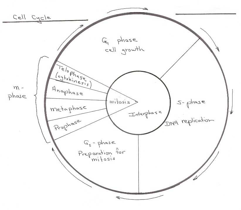 Cell Cycle Labeling Worksheet Also Worksheets 42 Re Mendations the Cell Cycle Worksheet Hi Res
