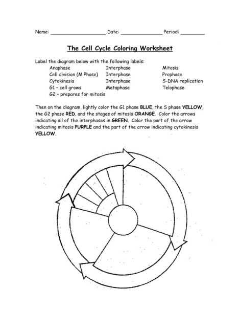 Cell Cycle Labeling Worksheet Answers Along with the Cell Cycle Coloring Worksheet Key the Best Worksheets Image
