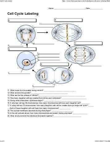 Cell Cycle Labeling Worksheet Answers Also Worksheets 42 Re Mendations the Cell Cycle Worksheet Hi Res