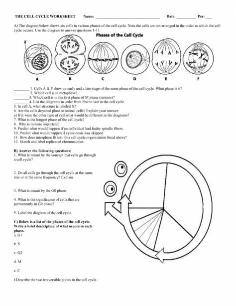 Cell Cycle Labeling Worksheet Answers or Worksheets 42 Re Mendations the Cell Cycle Worksheet Hi Res