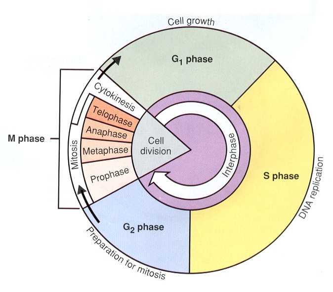 Cell Cycle Labeling Worksheet Answers together with the Cell Cycle Coloring Worksheet Key the Best Worksheets Image