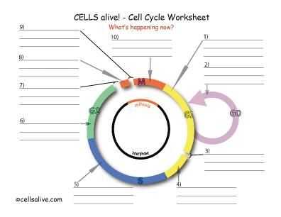 Cell Cycle Labeling Worksheet Answers with Cell Division Worksheets Animal Cell Cycle Best Biologie