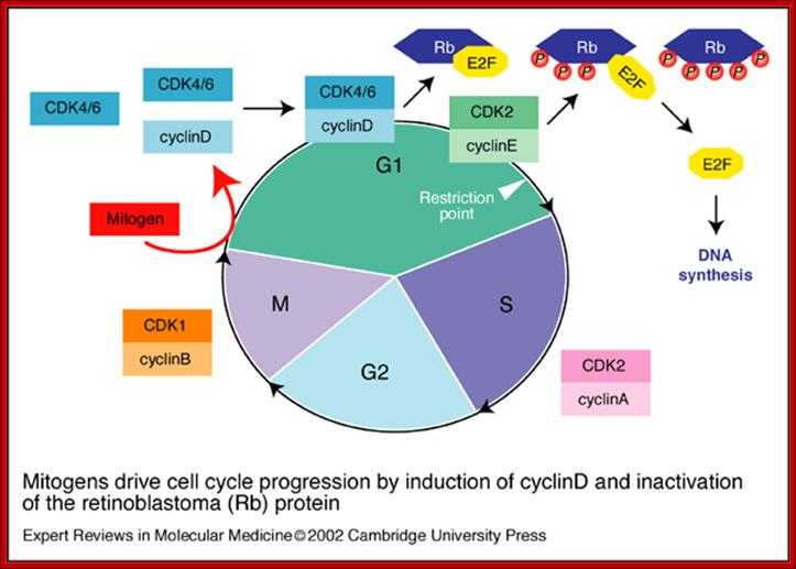 Cell Cycle Labeling Worksheet together with Cell Cycle Regulation