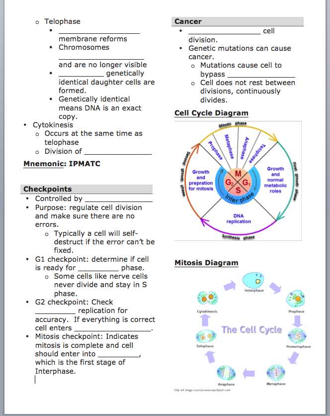 Cell Cycle Practice Worksheet or Worksheets 42 Re Mendations the Cell Cycle Worksheet Hi Res