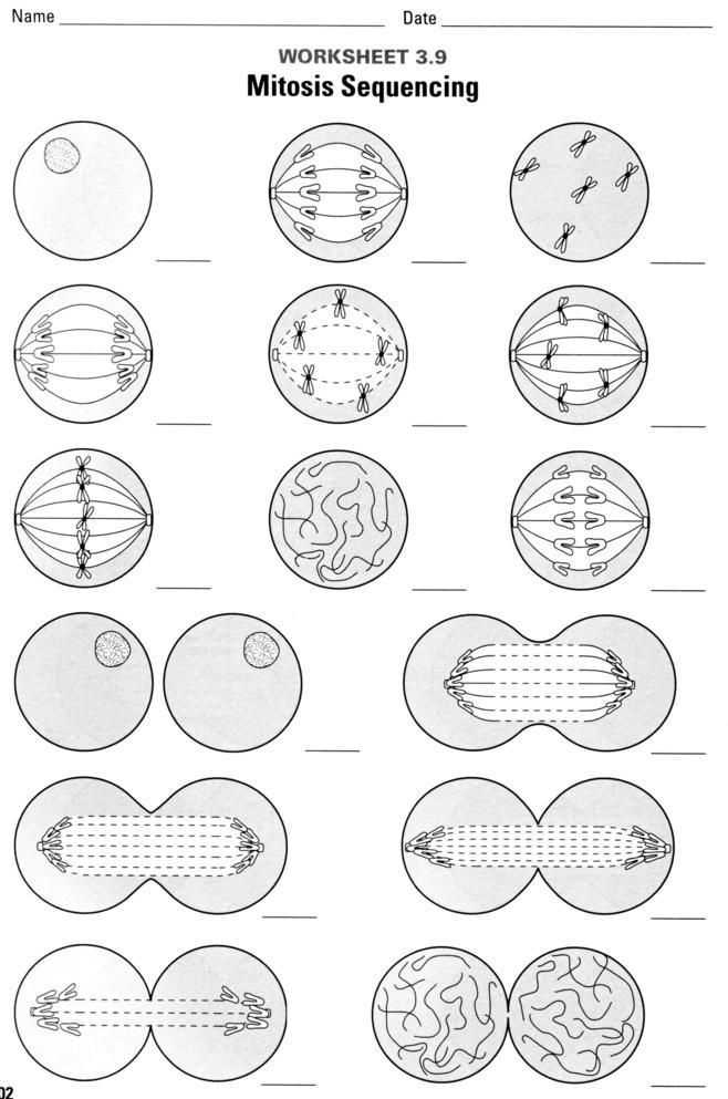 Cell Division and Mitosis Worksheet Answer Key Also Mitosis Paper Model Activity Picture I Think I Would Have Students