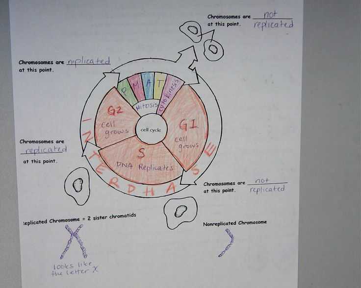 Cell Division and Mitosis Worksheet Answer Key and 110 Best Cells Mitosis Images On Pinterest
