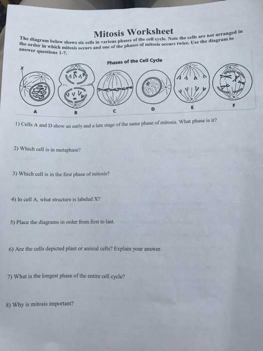 Cell Division and Mitosis Worksheet Answer Key together with Worksheets 42 Re Mendations the Cell Cycle Worksheet High