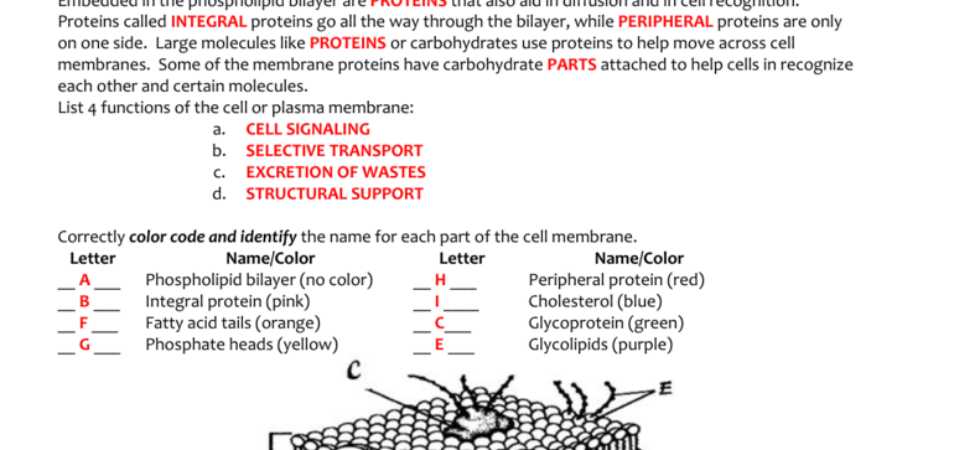 Cell Membrane Coloring Worksheet Answer Key Along with Fresh Cell Membrane Coloring Worksheet Answers Unique Beautiful Cell