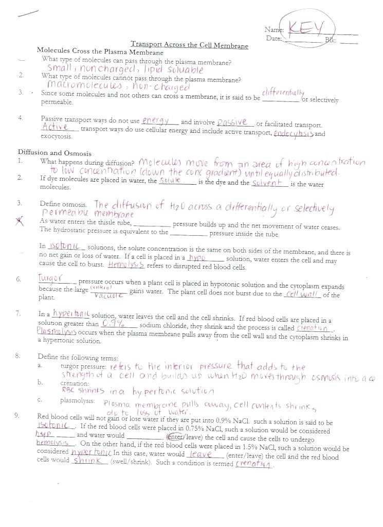 Cell Membrane Coloring Worksheet Answer Key or Cell Membrane Coloring Worksheet Elegant Meiosis Coloring Sheet