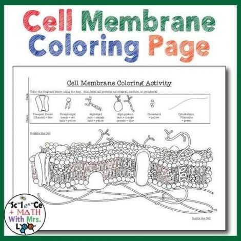 Cell Membrane Coloring Worksheet Answer Key or Fresh Cell Membrane Coloring Worksheet Answers Unique Beautiful Cell