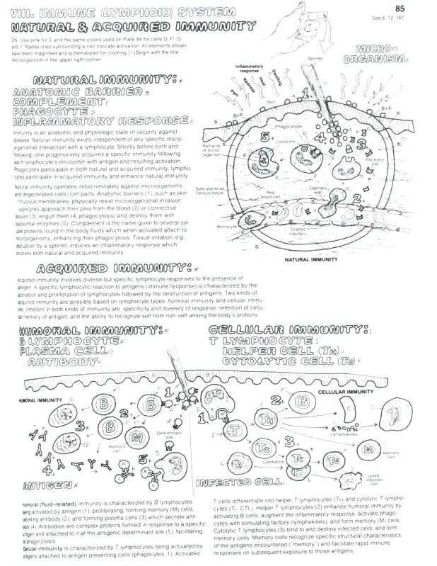 Cell Membrane Coloring Worksheet Answer Key together with Fresh Cell Membrane Coloring Worksheet Elegant Beautiful Cell